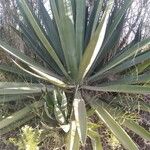 Agave sisalanaЛисток