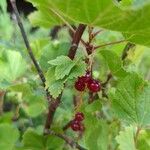 Ribes rubrum Froito