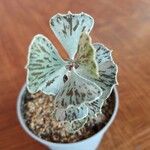 Kalanchoe rhombopilosa Lehti