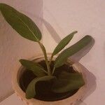 Ficus benghalensisبرگ