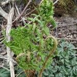 Dryopteris villarii Fulla