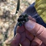 Eucalyptus botryoides Fruit