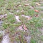 Dactyloctenium aegyptium 整株植物