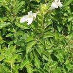 Barleria trispinosa Blomma