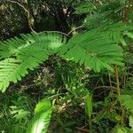 Calliandra houstoniana ഇല