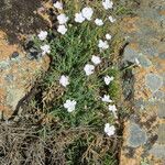 Dianthus gyspergerae Otro