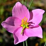 Sabatia grandiflora Flor