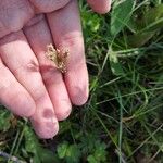 Luzula multiflora Liść