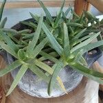 Carpobrotus acinaciformis Blad