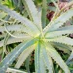 Aloe arborescens Liść