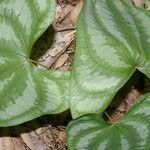 Dioscorea spiculiflora Leaf