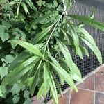 Convolvulus floridus Leaf