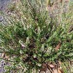 Calluna vulgarisFlower