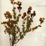 Cytisophyllum sessilifolium Blüte