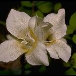 Calochortus apiculatus Floare