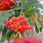 Sorbus aucuparia果