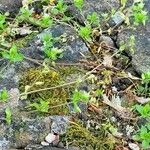 Stellaria alsine Habitat