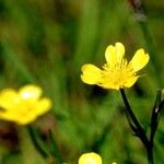 Ranunculus flammula Kvet