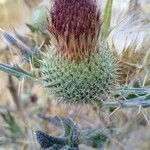 Cirsium echinatum Blüte