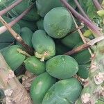 Carica papaya 果實