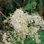 Thalictrum flavum 花