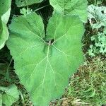 Petasites hybridus Leaf