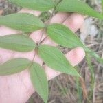 Lathyrus vernus Leaf