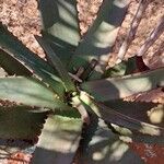 Aloe divaricata Лист