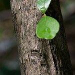 Vaccinium arboreum Bark