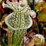 Sarracenia leucophylla 其他