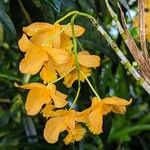 Dendrobium fimbriatum Квітка