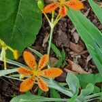 Iris domestica Flors