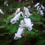 Dicentra canadensis Flower