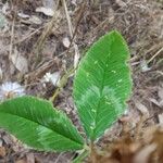 Trifolium vesiculosum Leaf