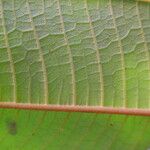 Miconia mirabilis Fulla