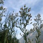 Erigeron sumatrensisFloro