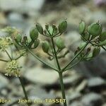 Heracleum pumilum Mbuma