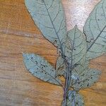 Sloanea guianensis Liść