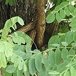 Robinia pseudoacacia Folha