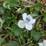 Viola blanda Flower