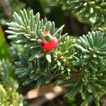 Podocarpus gnidioides Плід