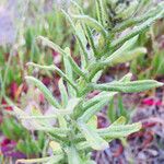 Pseudognaphalium californicum Leaf