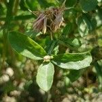 Centaurea iberica 叶