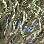 Euphorbia murielii Ліст