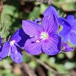 Veronica fruticansBlomst