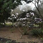 Rhododendron fulvum Hábito