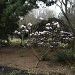 Rhododendron fulvum Habitus