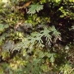 Hymenophyllum polyanthos Fulla