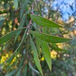 Hakea laurina পাতা