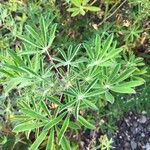 Lupinus nootkatensis List